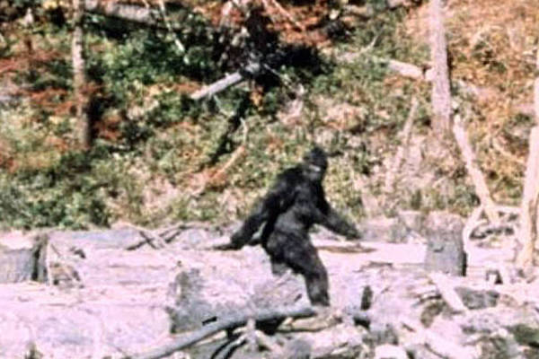 Selection from Frame 352 of the Patterson Gimlin Bigfoot film, depicting the ape-man cryptid walking through a forest clearing.